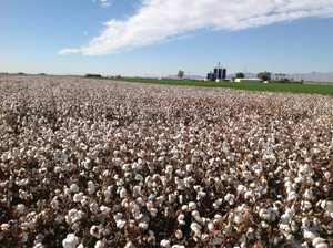 Ron Rayner cotton now in Durum
