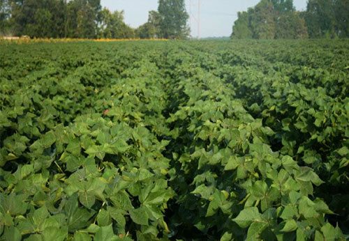Bayer CropScience