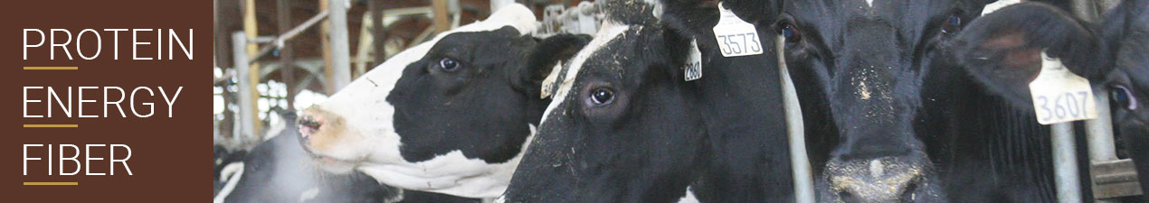 Cottonseed is an excellent feed ingredient for cattle