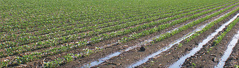 Agriculture