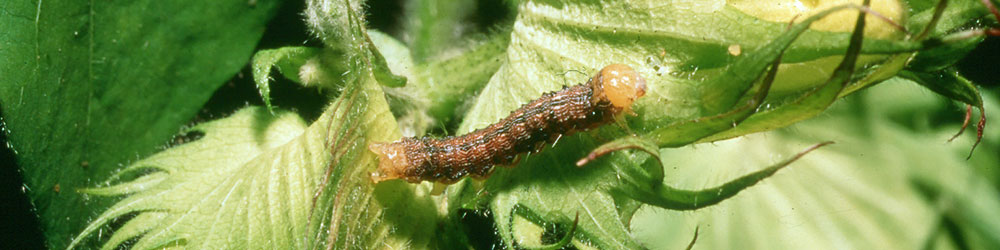 Entomology