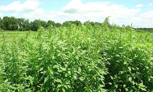 Managing Glyphosate