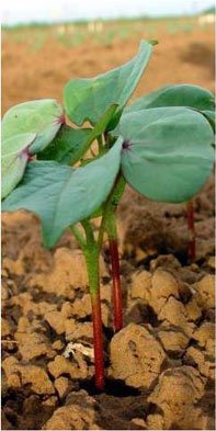 Cotton Plant