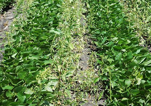 Syngenta