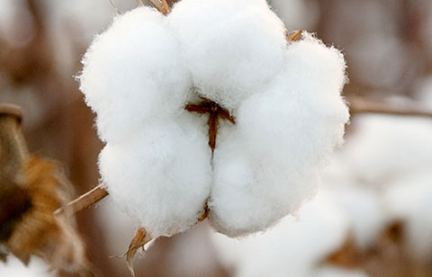 The Cotton News