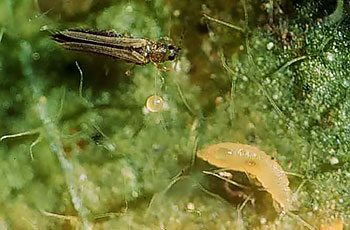 Thrips