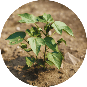 Fertilizers Fertilizers
